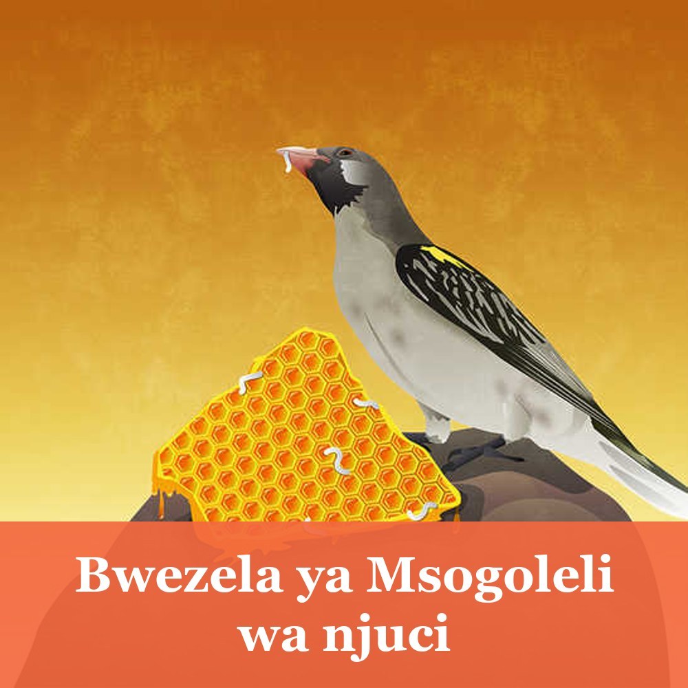 Bwezela ya Msogoleli wa njuci