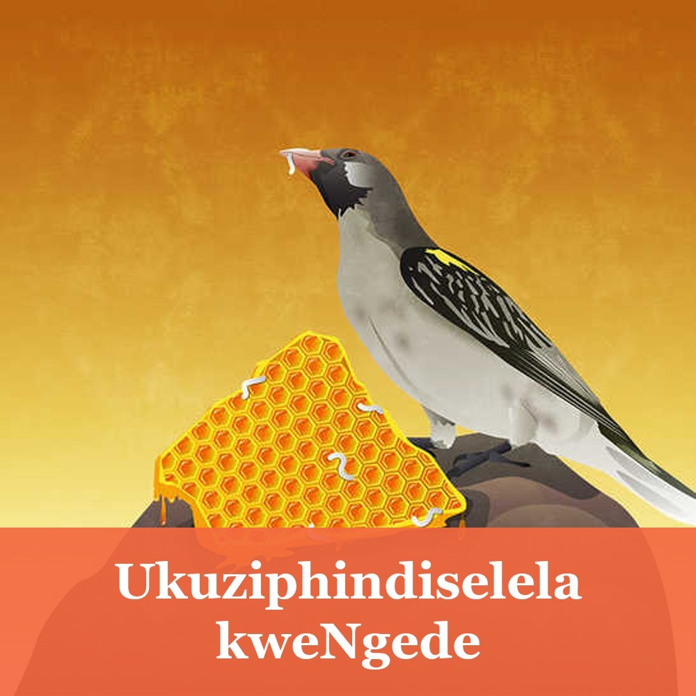Ukuziphindiselela kweNgede