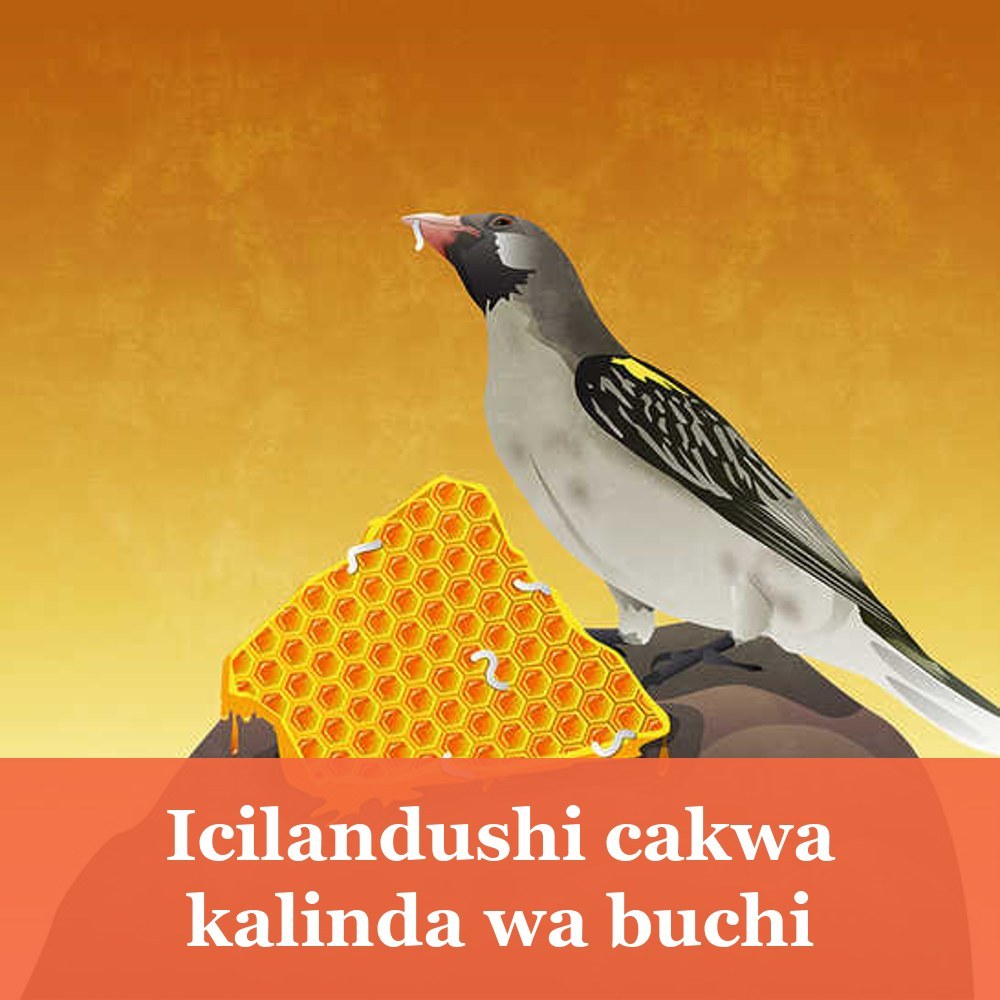 Icilandushi cakwa kalinda wa buchi