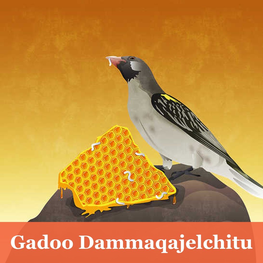 Gadoo Dammaqajelchitu