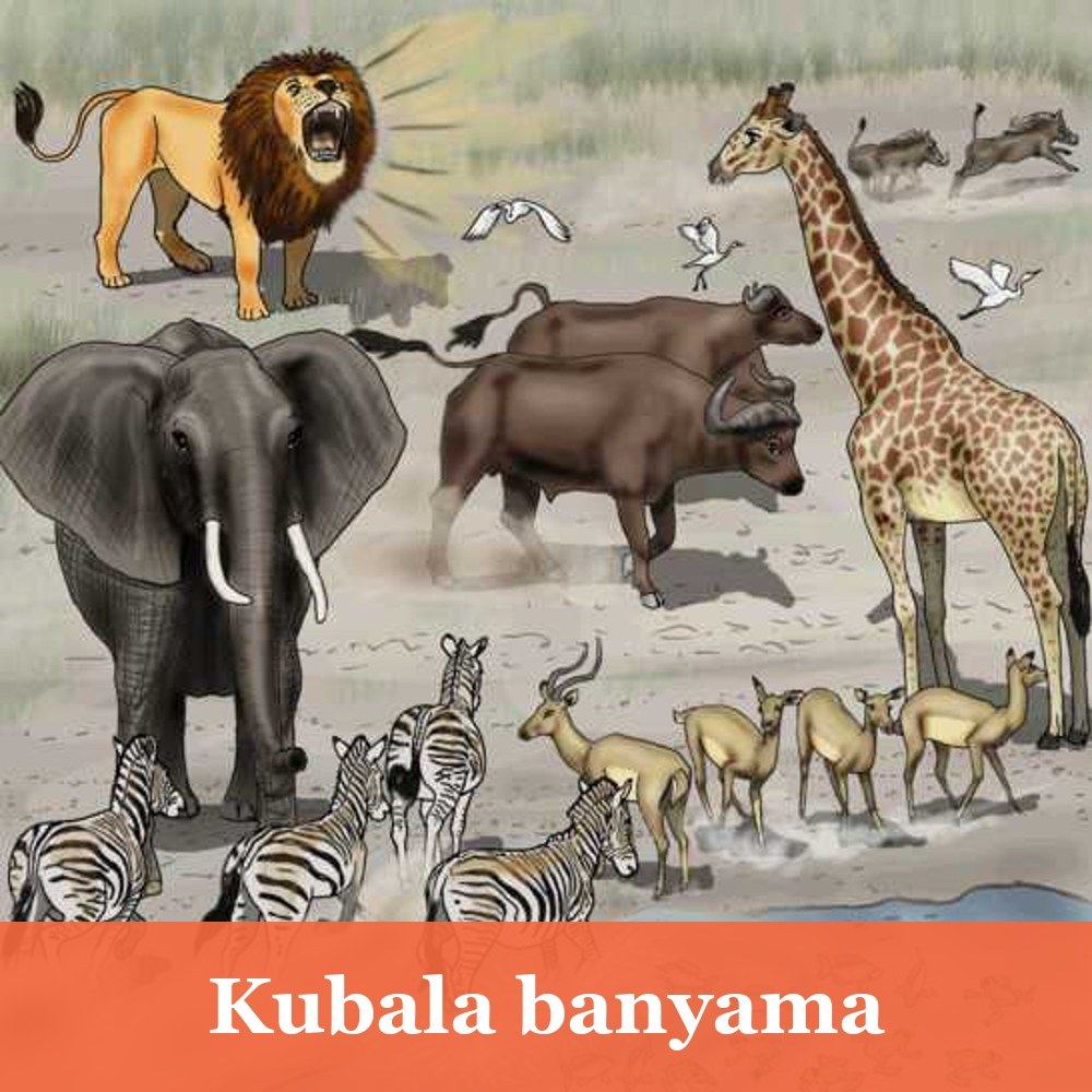 Kubala banyama