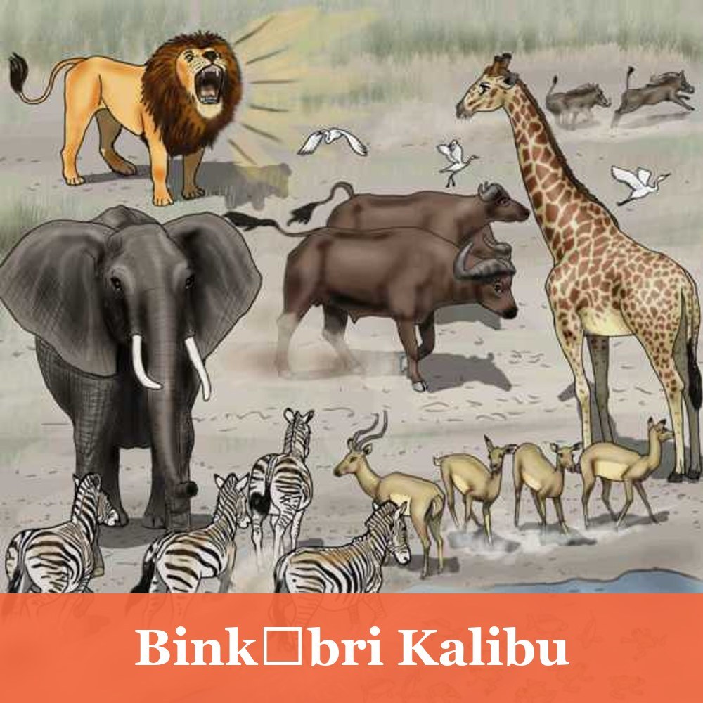 Binkɔbri Kalibu