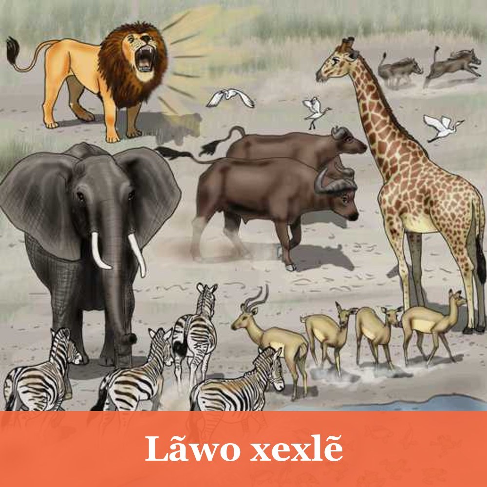 Lãwo xexlẽ