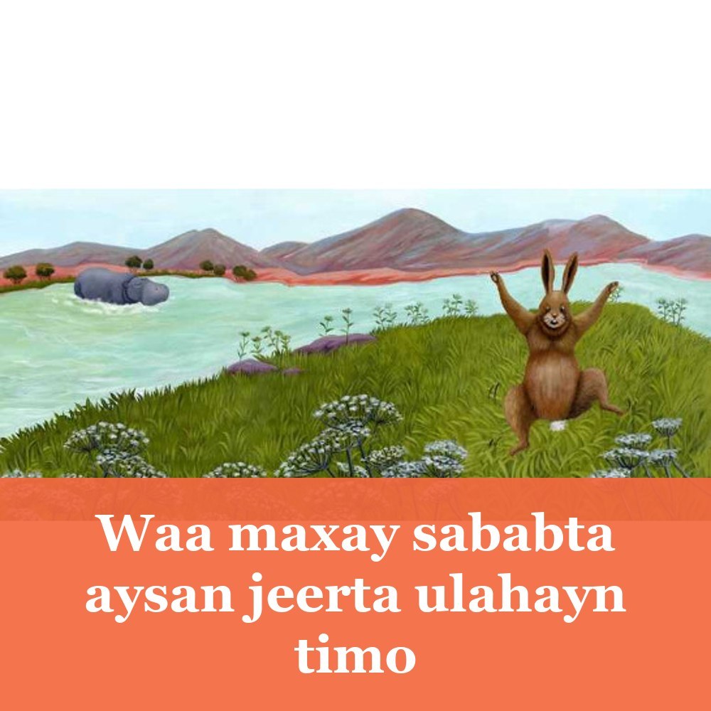 Waa maxay sababta aysan jeerta ulahayn timo
