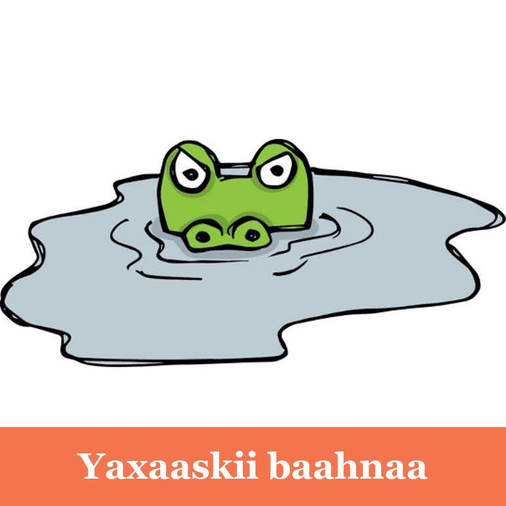 Yaxaaskii baahnaa